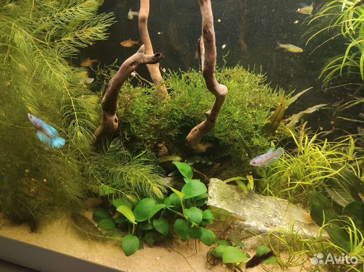 Запуск и обслуживание аквариума