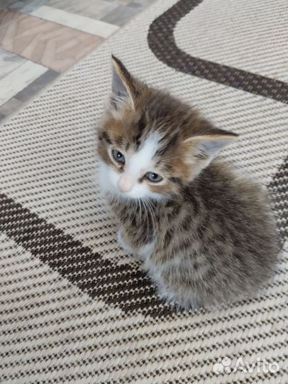 Отдам бесплатно