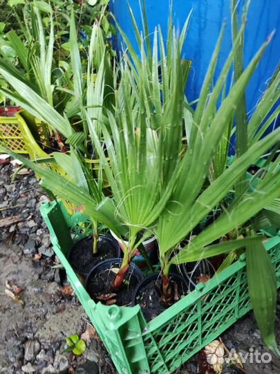 Пальма Вашингтония, Сабаль, бутия, хамеропс и до