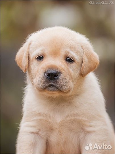 Щенки лабрадора