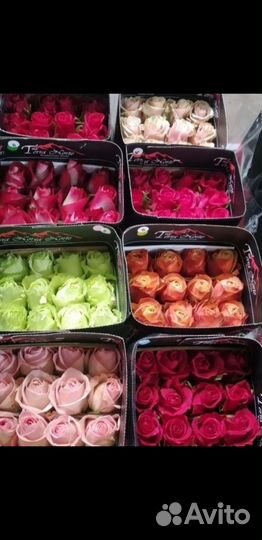 Цветы оптом Эквадор Кения Голландия