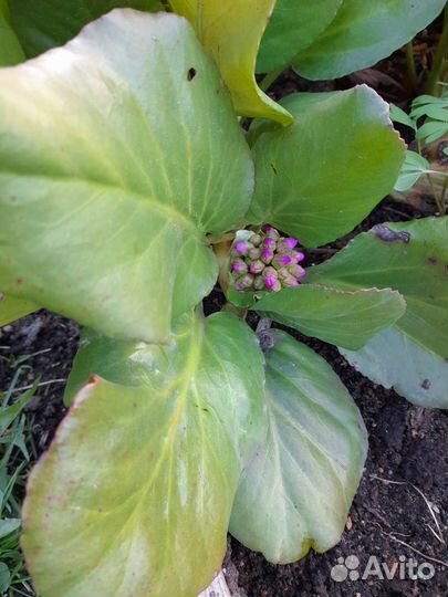 Бадан многолетний