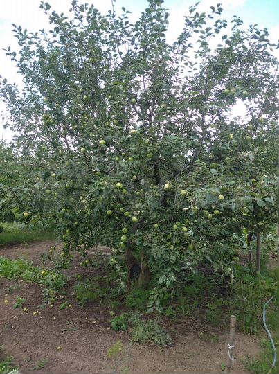 Дача 20 м² на участке 5 сот.