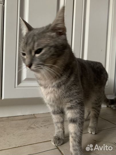 Кошка в дар бесплатно