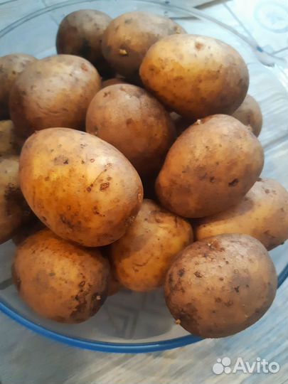 Картофель домашний