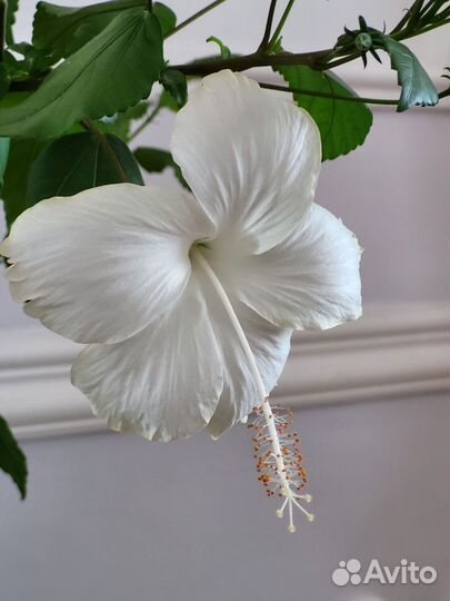 Сортовые гибискусы комнатные