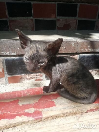 Канадский сфинкс