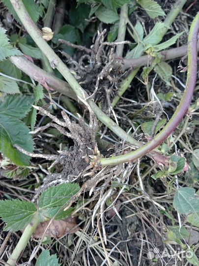 Продам саженцы ежевики тройная корона