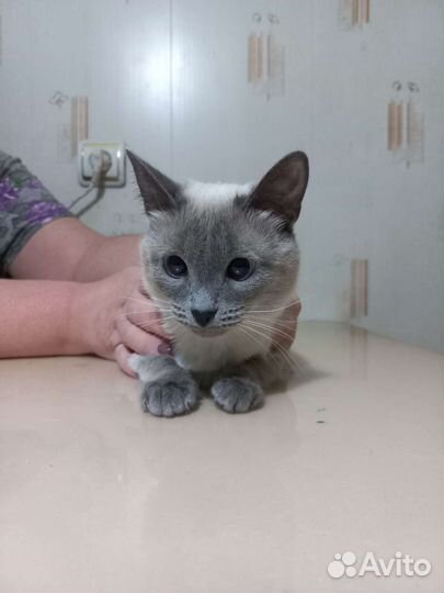 Тайская кошка