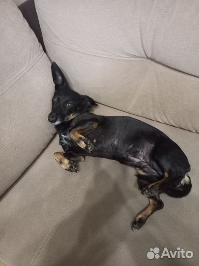 Потерялась собака