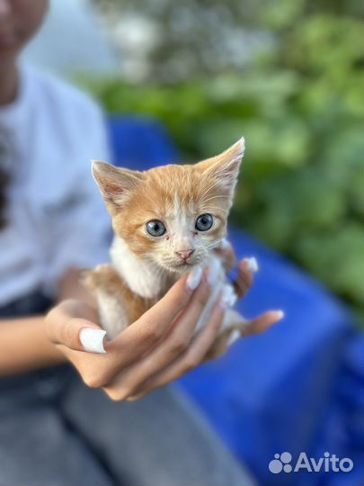 Рыжий котенок