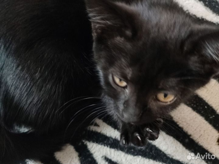 Кот и кошешка