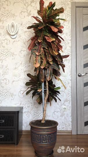 Кротон (кодиеум) Экселент 10 лет цветок комнатный