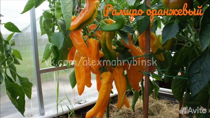 Семена сладкого перца