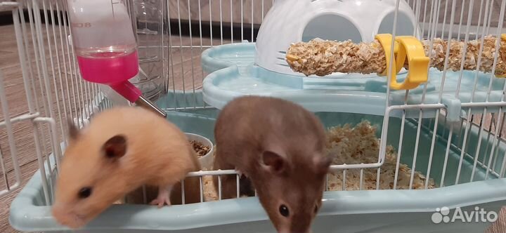 Хомяки Сирийский пара девочек
