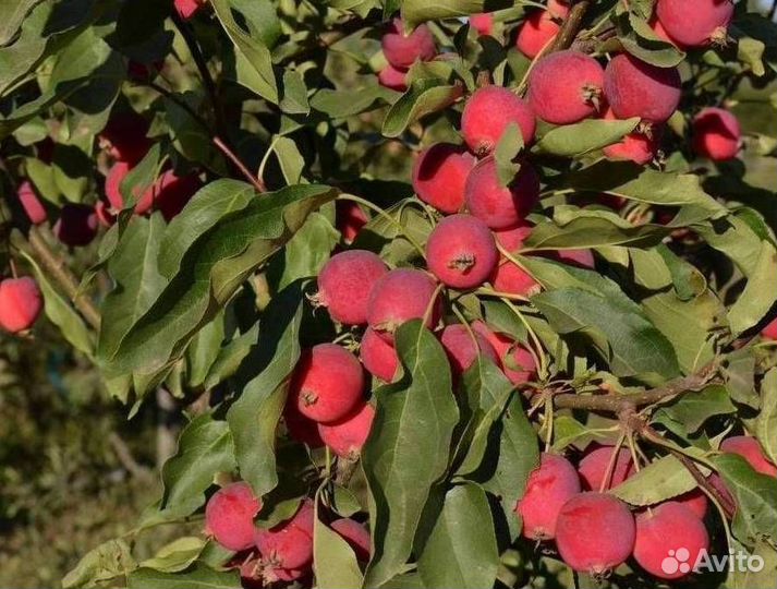 Саженцы яблони Китайка Долго