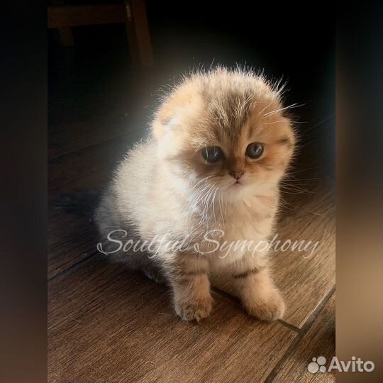 Шотландский вислоухий котенок