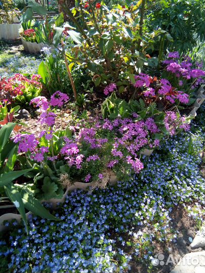 Многолетники