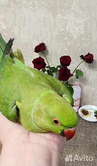 Ожереловый попугай птенец