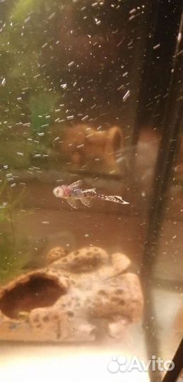 Молодые анцитрусы