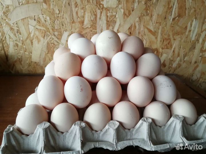 Куриное яйцо, фермерское