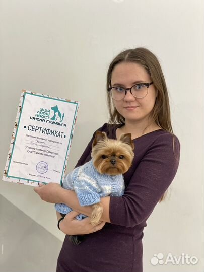 Курсы груминга