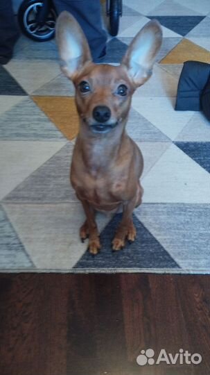 Цвергпинчер