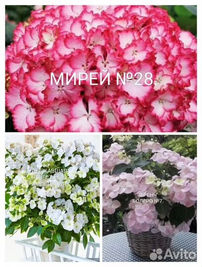 Гортензия саженцы