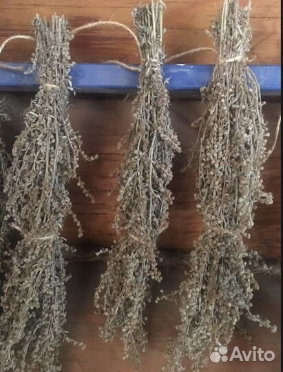 Полынь пучки