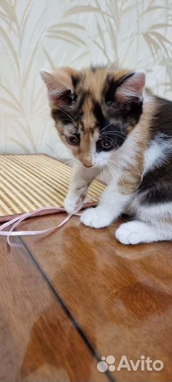 Отдам в добрые руки