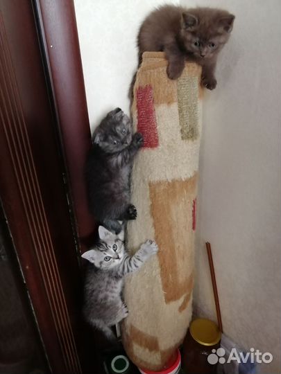 Шотландские котята
