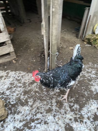 Молодые петухи