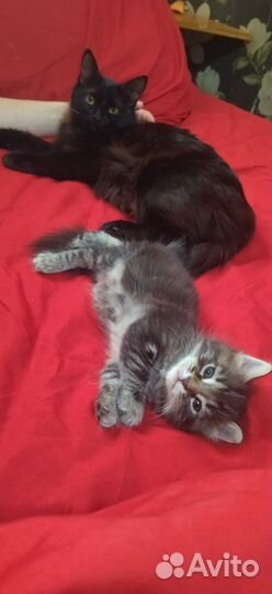 Кот