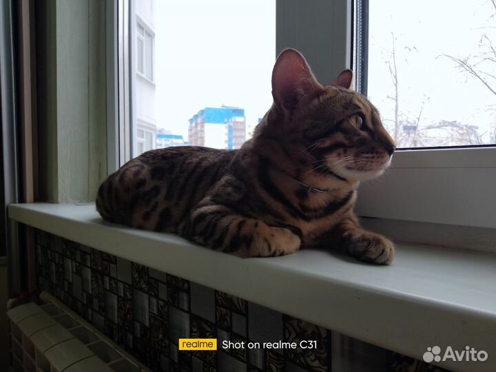 Бенгальский кот