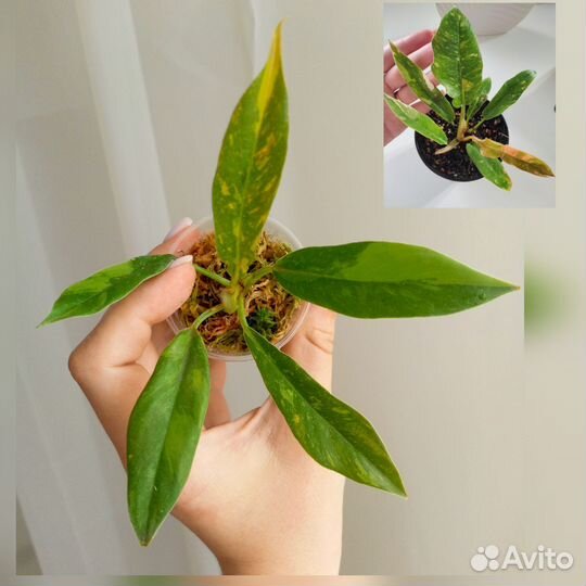 Филодендроны коллекционные