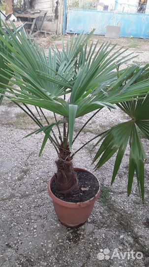 Пальма трахикарпус