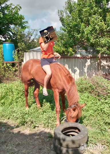 Жеребец обмен