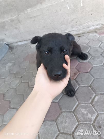Собака в добрые руки отдам бесплатно