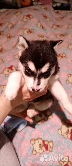 Щенки хаски