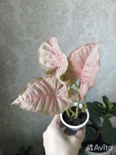 Сингониум Неон Робуста