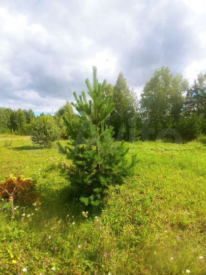 Участок 10 сот. (ИЖС)