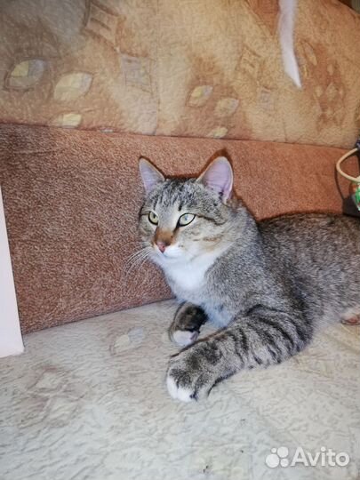 Отдам кота в добрые руки