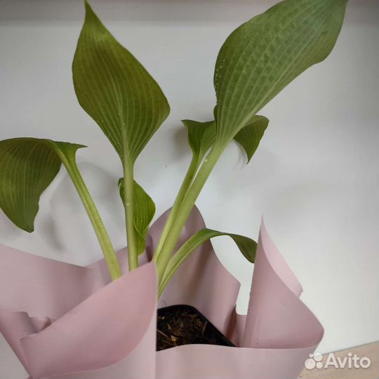 Хоста афтеглоу