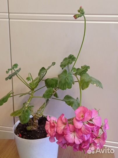 Пеларгония (герань)