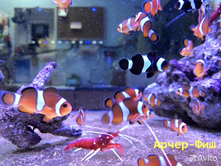 Рыбка-Немо или Рыбы - Клоуны