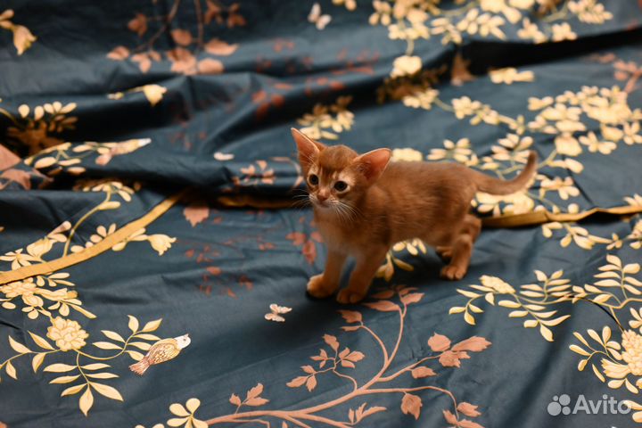 Котенок абиссинский