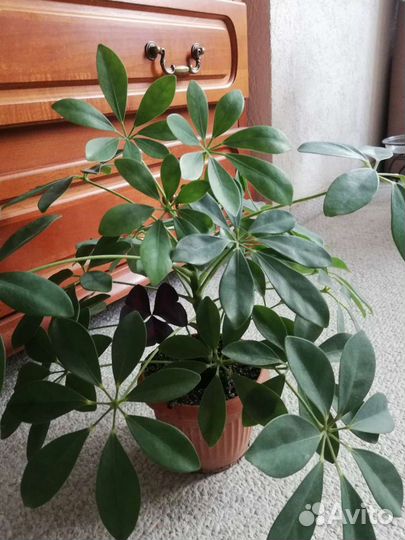 Шеффлера Нора