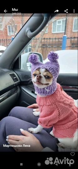 Шапочки для собак