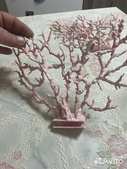 Кораллы