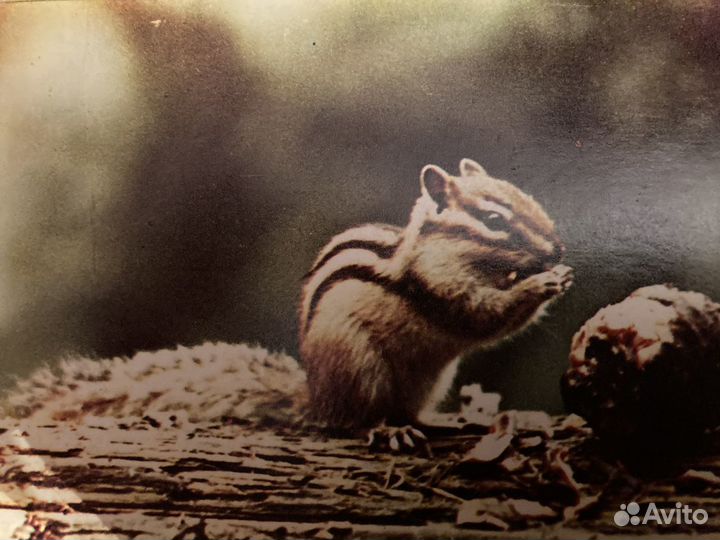 Открытки СССР